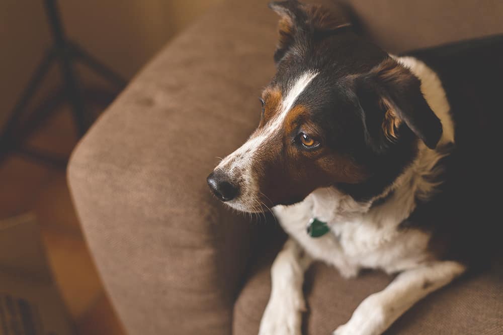 A family's pet dog sitting on the couch